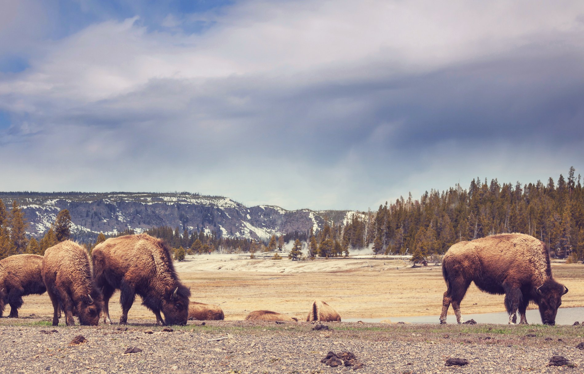 Buffalo in the Wild